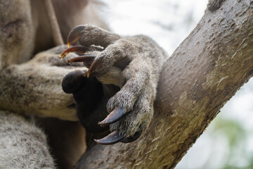 Close-up of wild koala on Magnetic Island, Australia (Forts Walk) © Nadine Wagner