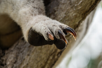 Close-up of wild koala on Magnetic Island, Australia (Forts Walk) © Nadine Wagner