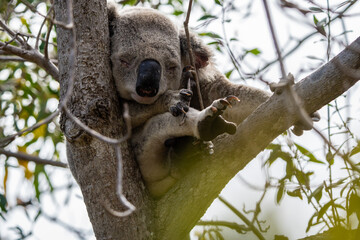 Fototapeta premium Wild koala on Magnetic Island, Australia (Forts Walk)