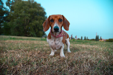 Little dachshund is playing in the meadow.