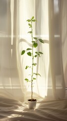 Young potted plant stands delicately against soft curtain backdrop in warm morning light