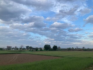 Fototapeta na wymiar green field and sky
