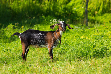 Young anglo-nubian goat grazing in the meadow