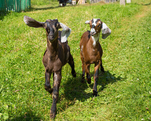 Young goats galloping forward