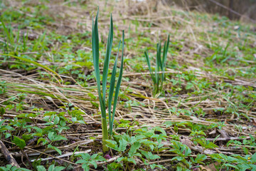 Young flowerless daffodils narcissus in spring garden