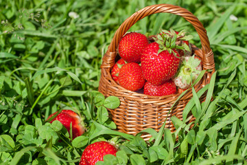 Ripe strawberries in a basket in the grass