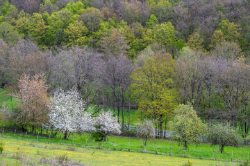 The first trees bloom in early spring in Rhineland-Palatinate