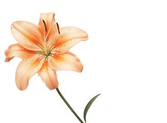 A single peach colored lily flower on white background