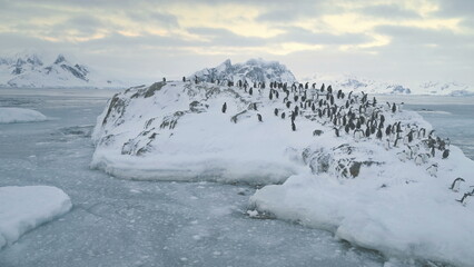 Aerial view of Antarctica penguins colony. Walking activity. Winter frozen landscape. Group of...