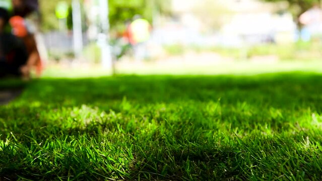 Creating the perfect lawn from rolls of natural grass