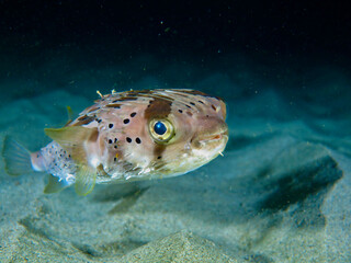 Hedgehog fish underwater at night. A fish with spines swims over the sandy seabed at night.