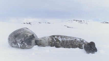 Funny wild animal enjoy sun light - play on snow covered landscape in Antarctica. Antarctic Baby...