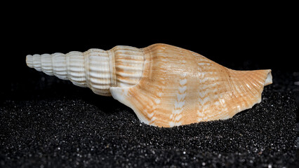 Bathytoma Prodicia shell on a black sand background