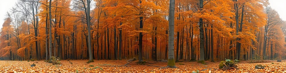 A forest with trees that are orange and brown