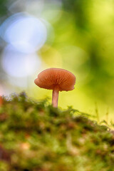 Fototapete bei efototapeten.de bestellen   