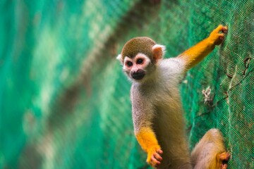 Brown squirrel monkey perched atop a thick, green rope net
