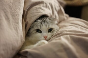 Cat lies curled up under a pile of blankets on a bed, looking out in a playful manner