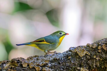 Selective focus shot of a Red-billed Leiothrix bird perched on a tree branch