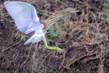 Selective focus shot of a pond heron flying over dry wood