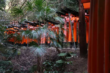 Fotobehang fushimi inari toris gates in kyoto japan © fotoXS