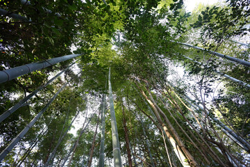 arashiyama bamboo forest kyoto japan