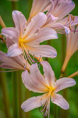 Close-up of lilies blooming in a meadow.
