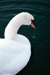 Closeup of a white swan gracefully gliding through a calm body of water