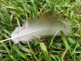 White feather on the grass with raindrops.