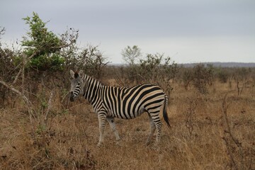 a zebra standing alone in tall brown grass, surrounded by bushbery