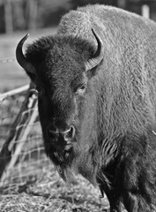 Grayscale of a steppe bison