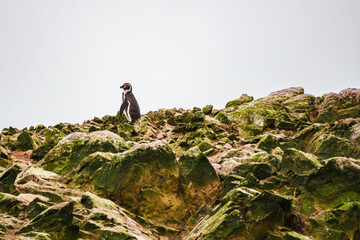 penguin on the Peruvian coast