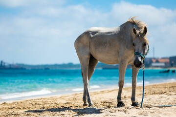 Pale gray horse on Kwinana Beach in Western Australia.