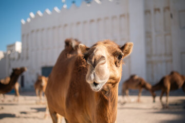 Curious camel near Souq Waqif looking at camera. Historic district of Doha in Qatar..
