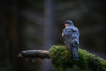 Eurasian sparrowhawk bird perched on a mossy log. - obrazy, fototapety, plakaty