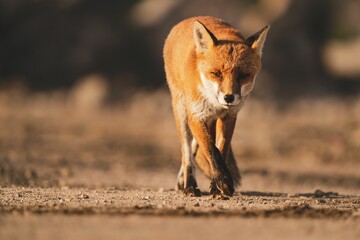 the young fox is walking around in his natural habitat,