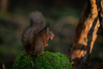 Closeup photograph of a Red squirrel in its natural habitat