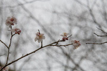 樹木公園の杏子の花