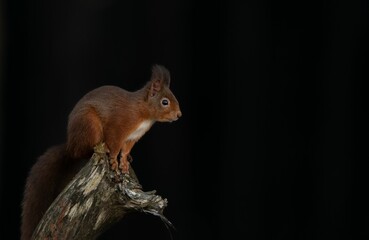 Closeup photograph of a Red squirrel in its natural habitat - obrazy, fototapety, plakaty