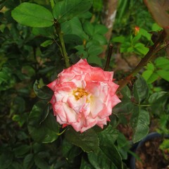 My rose bloomed yesterday morning