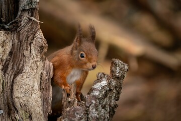 Naklejka na ściany i meble Closeup photograph of a Red squirrel in its natural habitat