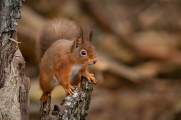 Closeup photograph of a Red squirrel in its natural habitat