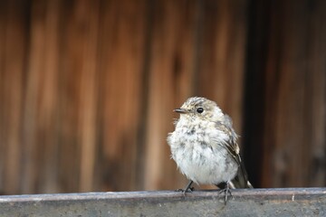 Closeup of a European pied flycatcher perched on a stone wall