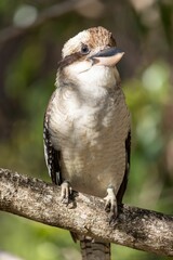 Majestic Kookaburra perched on a branch against a blurred background
