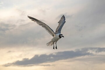 White seagull soaring gracefully through a dramatic sky with majestic shades of orange at sunset
