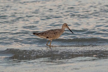 Small brown-feathered bird is pictured wading across a shallow body of water