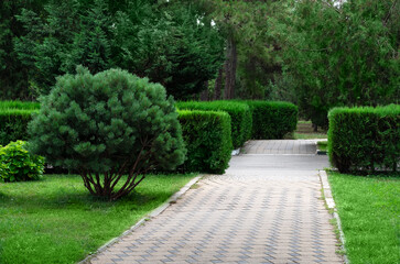Summer green park with coniferous trees, bushes, hedge. Garden with landscape design. Thuja,...