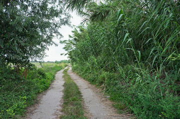 Pathway winding through the countryside, skirting a reed bed