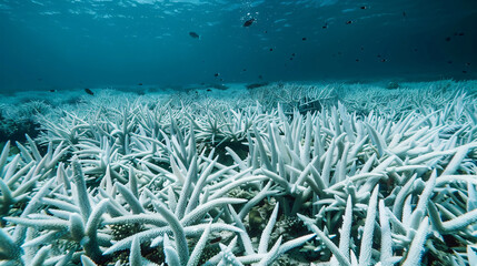 Naklejka na ściany i meble Coral reefs bleaching in shallow waters a stark indicator of ocean warming and acidification.