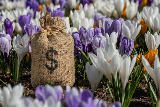 Money bag with US dollar symbol on a background of blooming crocus flowers
