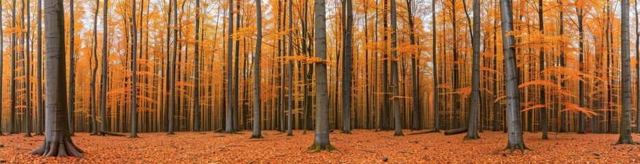 A forest with trees that are orange and brown